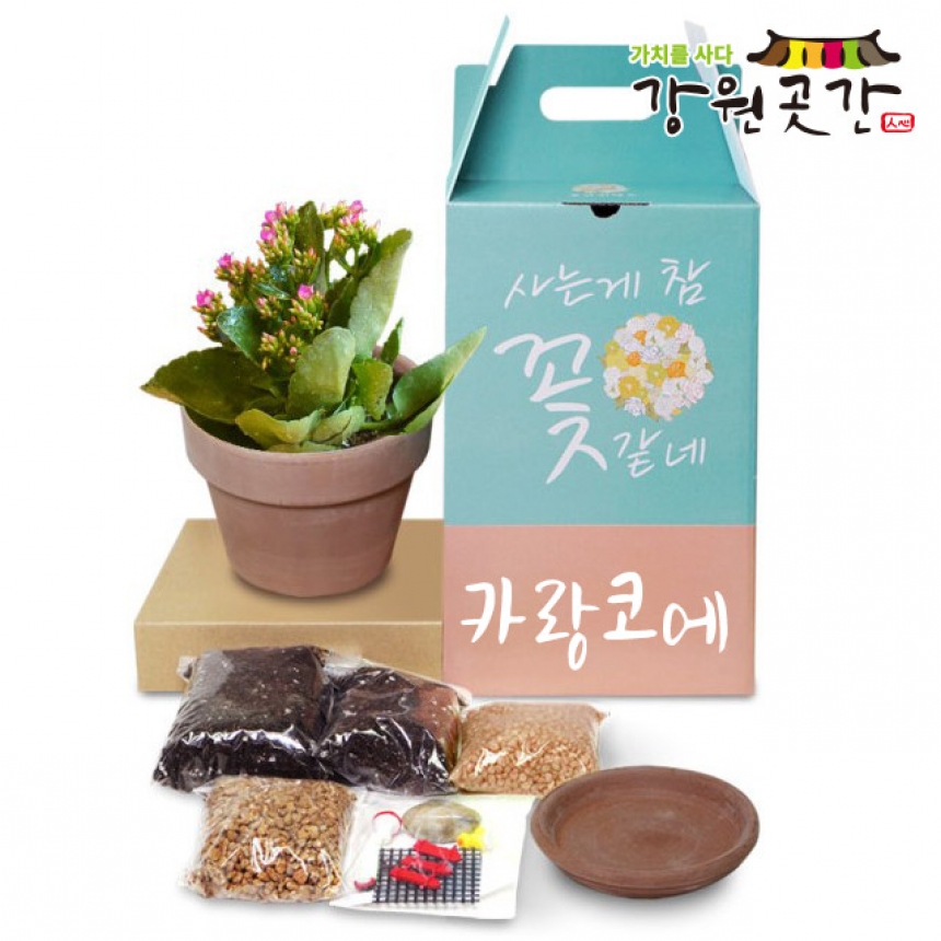 강원더몰,반려식물 원예키트 스투키 파키라 꽃치자 카랑코에