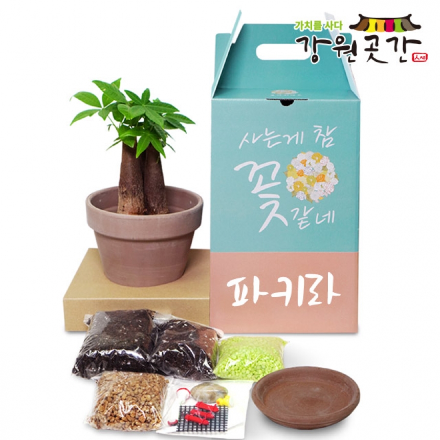 강원더몰,반려식물 원예키트 스투키 파키라 꽃치자 카랑코에