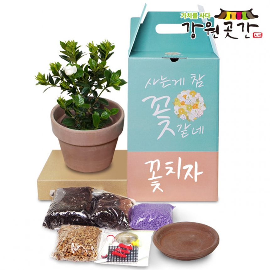 강원더몰,반려식물 원예키트 스투키 파키라 꽃치자 카랑코에