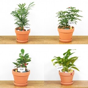 관찰하기 좋은 식물 4종 원예체험키트 반려식물 테이블야자 홍콩야자