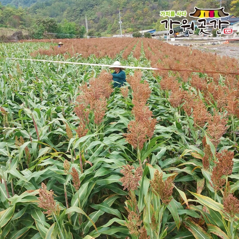 [영월] 강원도 영월 생 미백 찰옥수수 20개입 / 30개입 - 강원곳간.com