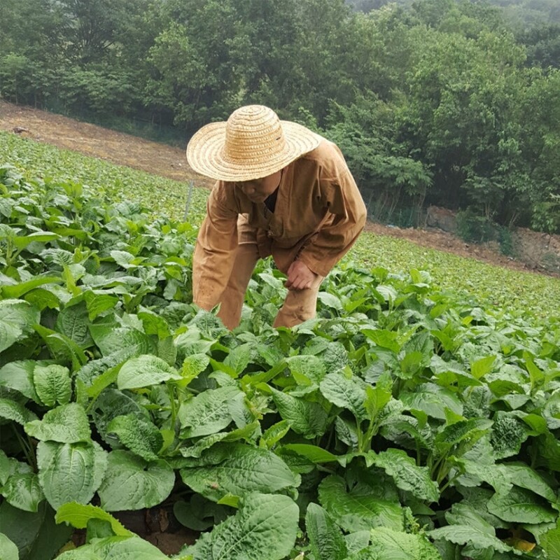 강원더몰,[정선]곤드레톡 혼합세트(곤드레톡 2박스+영양곤드레톡1박스)